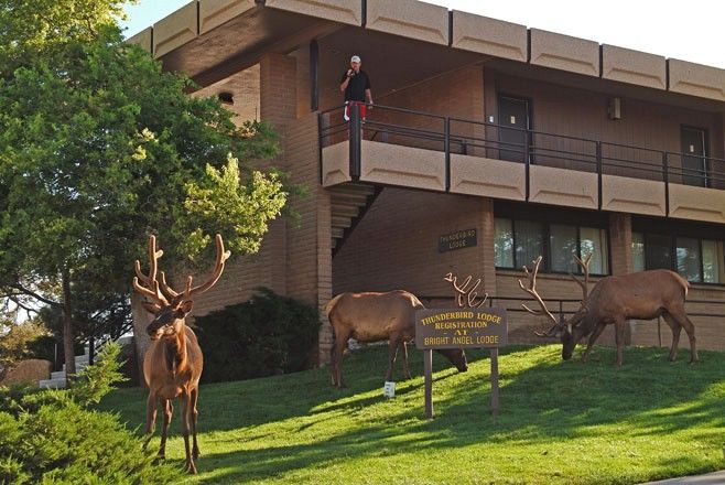 Grand Canyon Kachina Lodge المظهر الخارجي الصورة